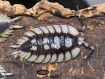 Fiche d'élevage Porcellio expansus "Tortosa" : Le Géant d'Espagne