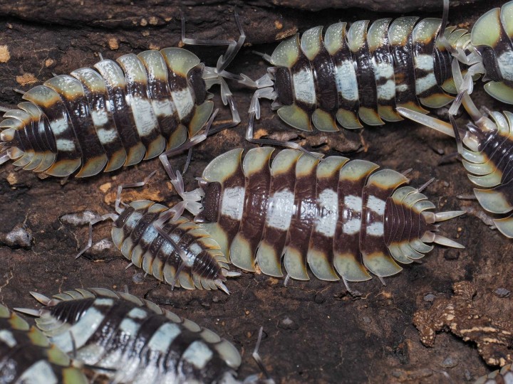 Fiche d'élevage Porcellio expansus "Tortosa" : Le Géant d'Espagne