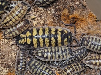 Fiche d'élevage Porcellio ornatus "Alicante" : Le Géant Actif Espagnol.