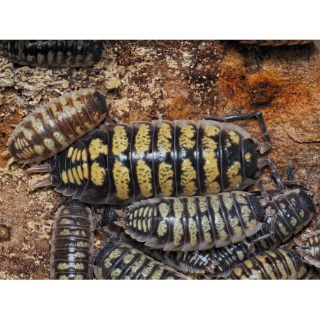 Fiche d'élevage Porcellio ornatus "Alicante" : Le Géant Actif Espagnol.