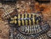 Fiche d'élevage Porcellio ornatus "Alicante" : Le Géant Actif Espagnol.
