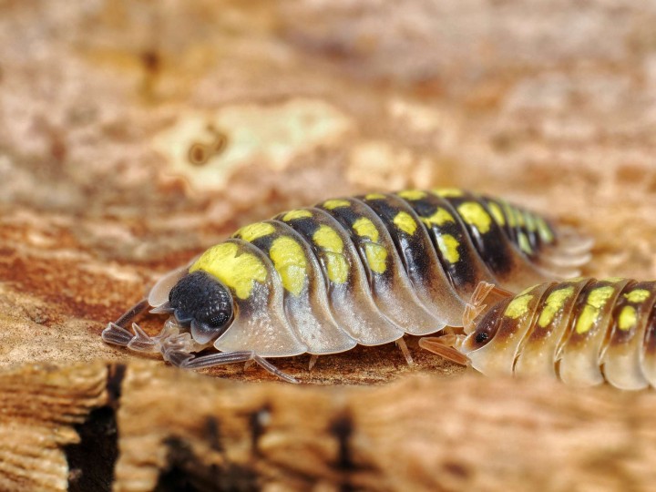 Fiche d'élevage Porcellio tortonesei : L'Élégance Italienne