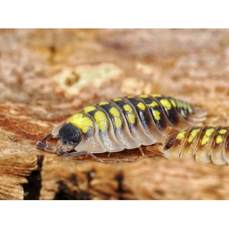 Fiche d'élevage Porcellio tortonesei : L'Élégance Italienne
