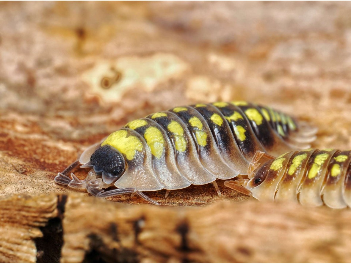 Fiche d'élevage Porcellio tortonesei : L'Élégance Italienne