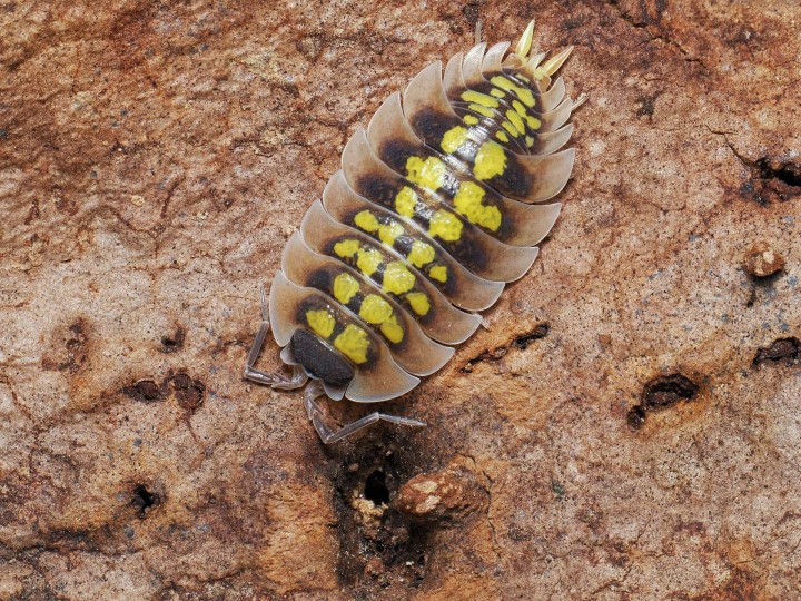 Fiche d'élevage Porcellio tortonesei : L'Élégance Italienne