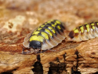 Fiche d'élevage Porcellio tortonesei : L'Élégance Italienne