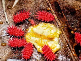 Fiche d'élevage Rambutanura sp. "Thai Spiky" Rouge : Le Spécialiste du Blob
