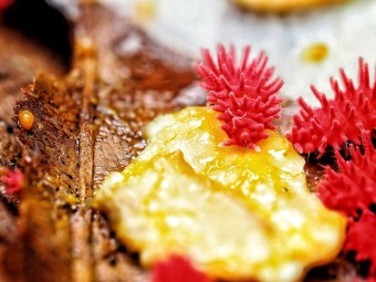 Fiche d'élevage Rambutanura sp. "Thai Spiky" Rouge : Le Spécialiste du Blob