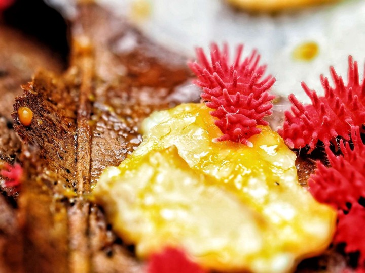 Fiche d'élevage Rambutanura sp. "Thai Spiky" Rouge : Le Spécialiste du Blob