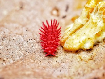 Fiche d'élevage Rambutanura sp. "Thai Spiky" Rouge : Le Spécialiste du Blob