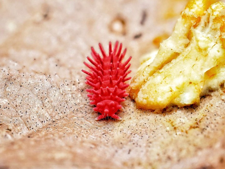 Fiche d'élevage Rambutanura sp. "Thai Spiky" Rouge : Le Spécialiste du Blob