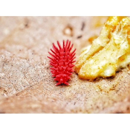 Fiche d'élevage Rambutanura sp. "Thai Spiky" Rouge : Le Spécialiste du Blob