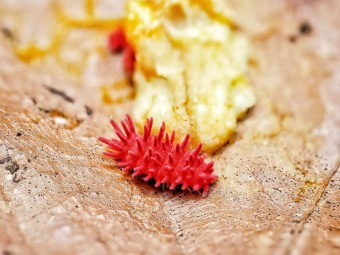 Fiche d'élevage Rambutanura sp. "Thai Spiky" Rouge : Le Spécialiste du Blob