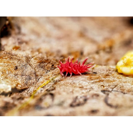 Fiche d'élevage Rambutanura sp. "Vietnam Spiky" : Le Petit Dragon