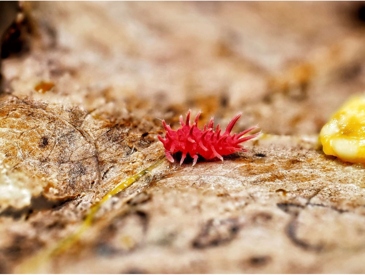 Fiche d'élevage Rambutanura sp. "Vietnam Spiky" : Le Petit Dragon