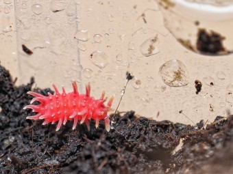 Fiche d'élevage Rambutanura sp. "Vietnam Spiky" : Le Petit Dragon