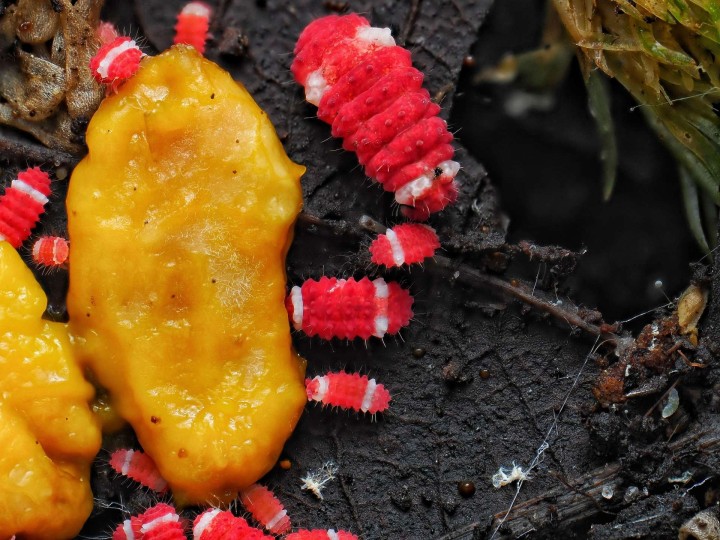 Fiche d'élevage Collembola cf. Rambutanura "Santa Claus"