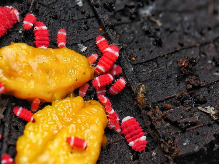 Fiche d'élevage Collembola cf. Rambutanura "Santa Claus"