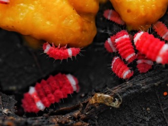 Fiche d'élevage Collembola cf. Rambutanura "Santa Claus"