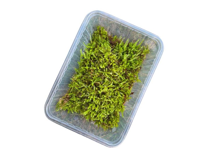 Barquette de mousse naturelle 1L pour isopodes – Hydratation & alimentation terrarium
