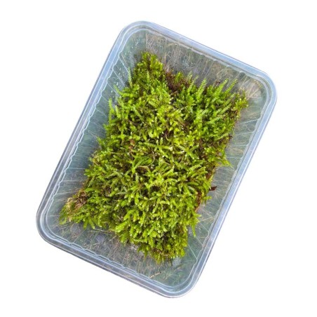 Barquette de mousse naturelle 1L pour isopodes – Hydratation & alimentation terrarium