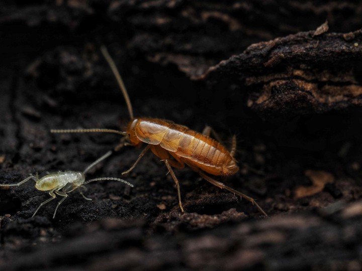 Fiche d'élevage Nocticola vagus : La Proie Idéale & Orangée 🟠