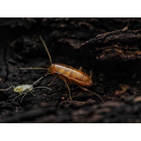 Fiche d'élevage Nocticola vagus : La Proie Idéale & Orangée 🟠