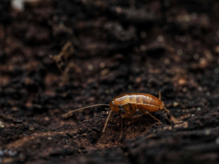 Fiche d'élevage Nocticola vagus : La Proie Idéale & Orangée 🟠