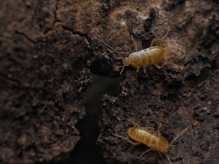 Fiche d'élevage Nocticola vagus : La Proie Idéale & Orangée 🟠