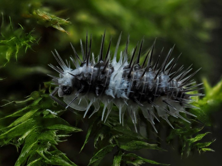 Fiche d'élevage Laureola sp. "White Skull" : Le Chevalier Épineux 💀
