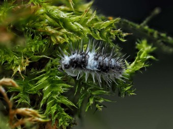 Fiche d'élevage Laureola sp. "White Skull" : Le Chevalier Épineux 💀