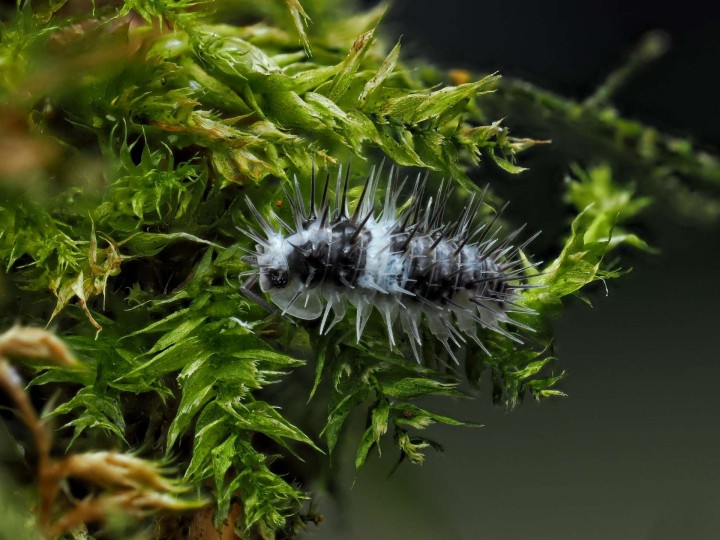 Fiche d'élevage Laureola sp. "White Skull" : Le Chevalier Épineux 💀