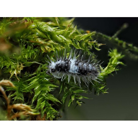 Fiche d'élevage Laureola sp. "White Skull" : Le Chevalier Épineux 💀