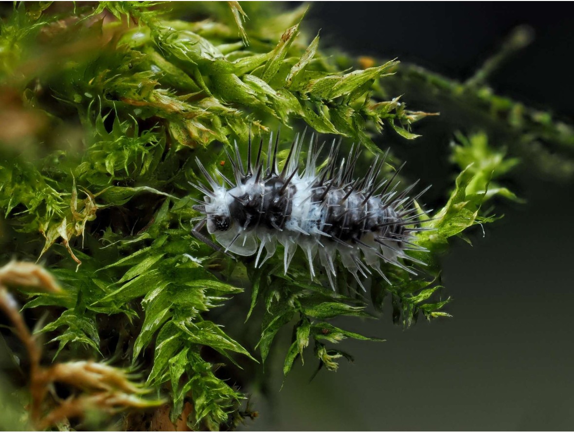 Fiche d'élevage Laureola sp. "White Skull" : Le Chevalier Épineux 💀