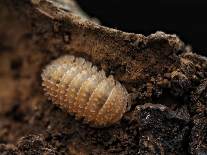 Fiche d'élevage Cristarmadillidium muricatum : L'Isopode Ananas 🍍