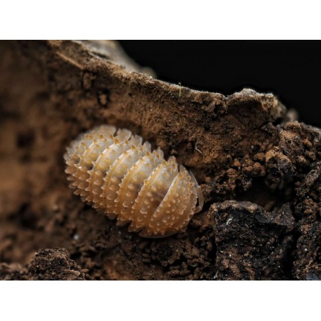 Fiche d'élevage Cristarmadillidium muricatum : L'Isopode Ananas 🍍