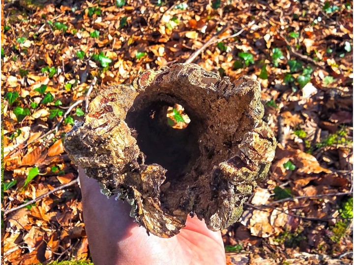 Tube d’écorce de liège naturel pour terrarium | Décor 100% naturel