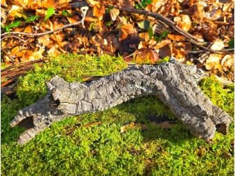 Tube d’écorce de liège naturel pour terrarium | Décor 100% naturel