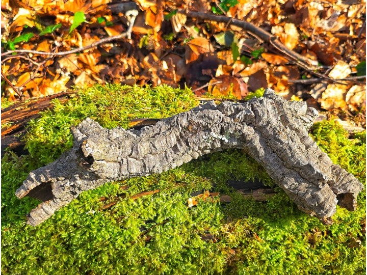 Tube d’écorce de liège naturel pour terrarium | Décor 100% naturel