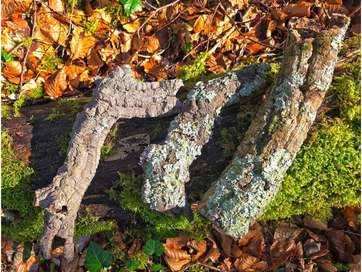 Tube d’écorce de liège naturel pour terrarium | Décor 100% naturel