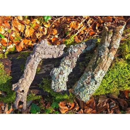 Tube d’écorce de liège naturel pour terrarium | Décor 100% naturel