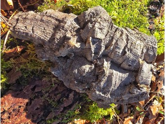 Plaque d’écorce de liège naturel pour terrarium | Décor 100% naturel