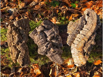Plaque d’écorce de liège naturel pour terrarium | Décor 100% naturel