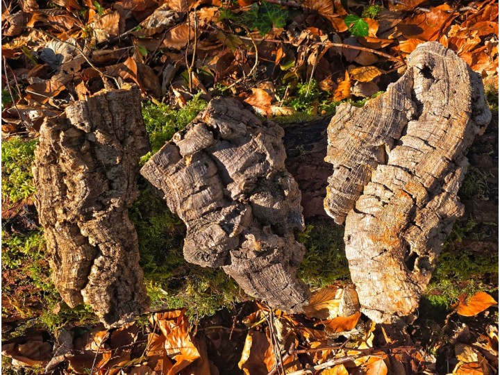 Plaque d’écorce de liège naturel pour terrarium | Décor 100% naturel