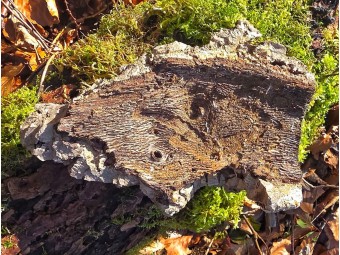 Plaque d’écorce de liège naturel pour terrarium | Décor 100% naturel