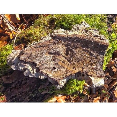 Plaque d’écorce de liège naturel pour terrarium | Décor 100% naturel