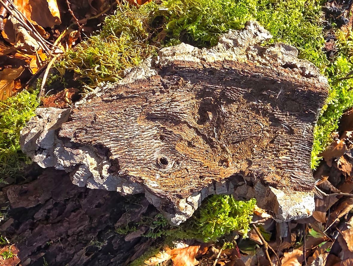 Plaque d’écorce de liège naturel pour terrarium | Décor 100% naturel