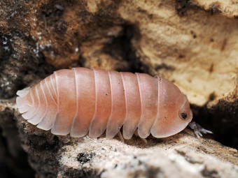 Fiche d'élevage Isopode Cubaris "Sakura" : La Sélection Japonaise