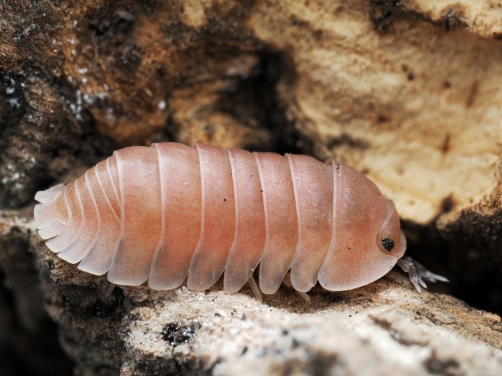 Fiche d'élevage Isopode Cubaris "Sakura" : La Sélection Japonaise