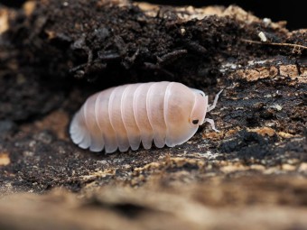 Fiche d'élevage Isopode Cubaris "Sakura" : La Sélection Japonaise